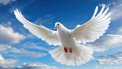 Obraz premium A majestic white dove soars through a vast, cerulean sky filled with fluffy white clouds, wings outstretched in graceful flight, embodying peace and freedom.