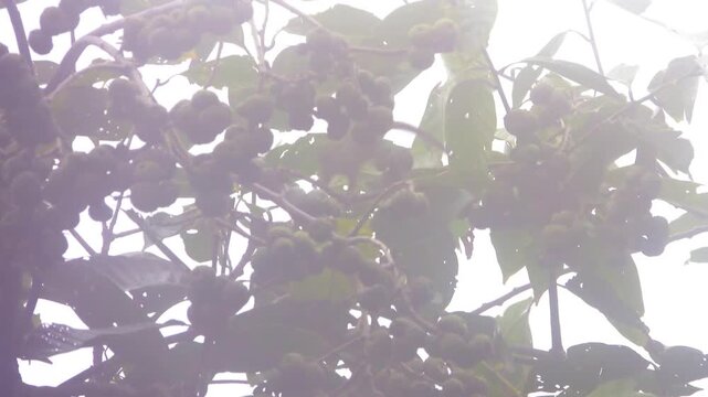 In fog it is like Plantain squirrel, oriental squirrel or tricoloured squirrel (Callosciurus notatus) feeds of fruits. Mountain cloudy forest, hylea in Malaysia, Borneo, hill Gunung Kinabalu