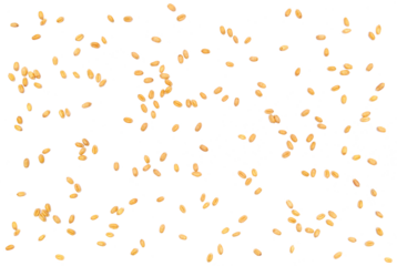 Wheat grains flying, isolated on white background and texture, clipping path