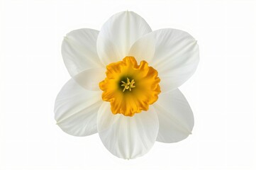 Fototapeta premium White daffodil flower, isolated, spring bloom, studio shot, design element