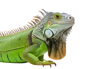 Naklejka premium green iguana on a branch