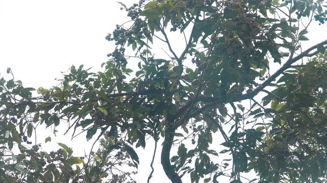 dormouse (like Glis) is probably good at climbing trees. Mountain cloudy forest, hylea in Malaysia, Borneo, hill Gunung Kinabalu