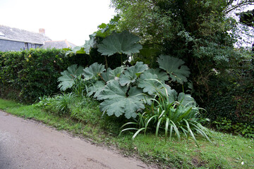 Elephant ear plant cornwall England uk