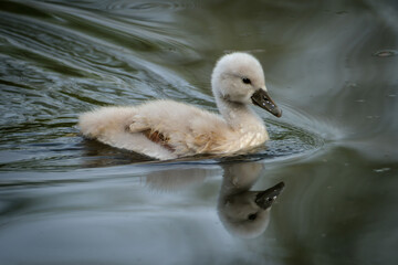 Beautiful white swan family in Hraše Slovenia