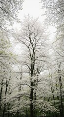 Serene woodland with blooming cherry trees in springtime