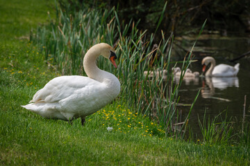 Beautiful white swan family in Hraše Slovenia
