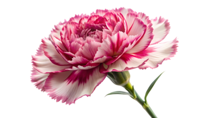 Single pink and white carnation flower isolated on transparent background