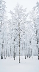 Serene winter forest with snow-covered birch trees in tranquil landscape