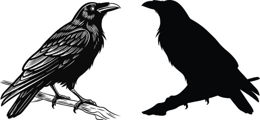 Raven Duo – Detailed and Silhouette Illustration
