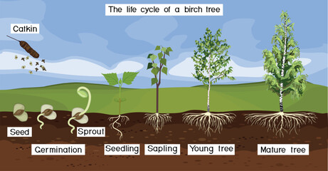 Summer landscape with life cycle of birch tree (Betula pendula). Growth stages from seed and sprout to old tree old tree with root system and green crown