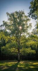 Majestic tree in sunlit forest landscape with sunlight streaming through leaves