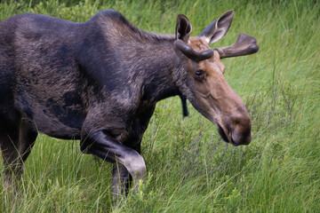 Mighty male bull moose Alces alces with velvet antlers walking through a grassy field on a hot summer day in Algonquin Provincial Park Ontario Canada