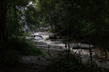 Forest Stream Flowing Peacefully Among Lush Greenery.