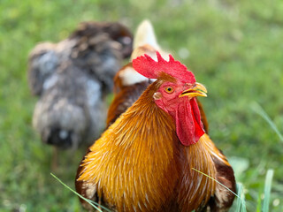 Rooster standing in garden, close-up portrait. Agriculture, biodiversity, and rural wildlife symbolizing morning nature and traditional outdoor environment.