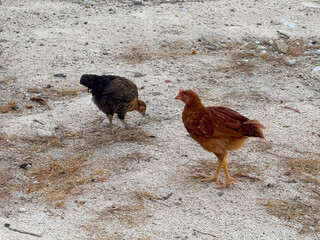 Two hens stand and feed on dry ground with rocks and soil in rural outdoor setting. Poultry, agriculture and domestic bird life in countryside environment.