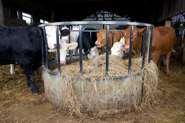 Cattle feeding Treehembourne Padstow Cornwall uk 