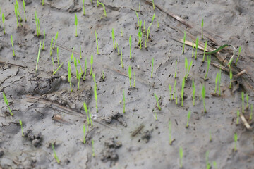 Fresh green sprouts rice from the wet soil.