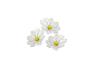 Obraz premium Watercolor illustration composition bouquet with white cosmos chamomile flowers isolated on white background. Design and decoration of postcards, greetings and invitations.