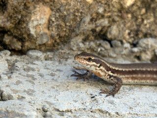 Troodos Lizard, Phoenicolacerta