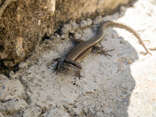Troodos Lizard, Phoenicolacerta