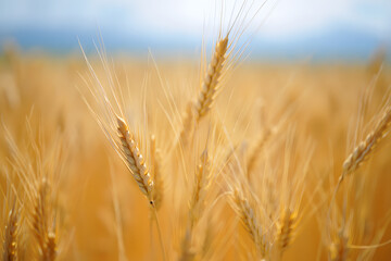 Fototapeta premium Close up of wheat field with golden ears of wheat in the summer season under blue sky