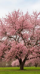 Obraz premium Blooming cherry blossom tree in spring landscape with pink flowers