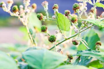 blackberry fruits on tree summer