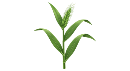 Isolated growing cereal plant, agriculture crop - harvest food source, stock ingredient