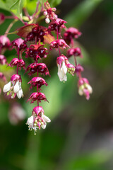 Himalayan honeysuckle (leycesteria formosa) flowers in bloom