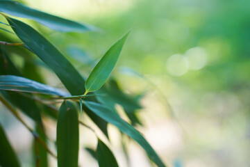 Green Bamboo leaves in the garden