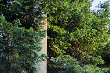 light pole surrounded by pine branches