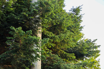 Obraz premium light pole surrounded by pine branches