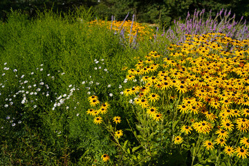Obraz premium Flowers of Rudbeckia in the garden