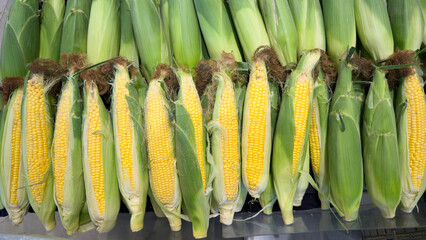 収穫したばかりのとうもろこし