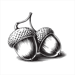 Hand Drawn Acorn Illustration Black and White,Vintage Acorn Sketch Isolated on White,Detailed Acorn Drawing in Engraving Style,Botanical Acorn Artwork in Line Art Style,Classic Acorn Vector in Hand