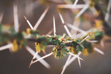 close up of thorns
