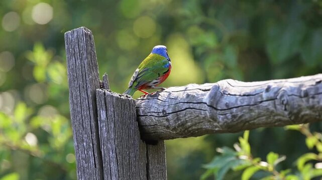 Male Painted Bunting Bird Perched on Rustic and Weathered Fence Post