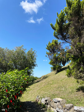 Sendero rodeado de arboles y al fondo el cielo azul despejado. Toma Vertical. Fotograf&iacute;a hecha con el tel&eacute;fono m&oacute;vil.