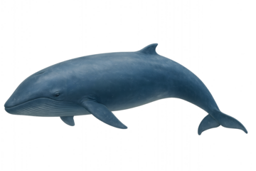 A blue cartoon vector illustration of a blue whale swimming in the ocean, isolated on a white background