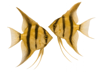 A bright Angel fish cartoon vector illustration on a white background with orange and yellow highlights