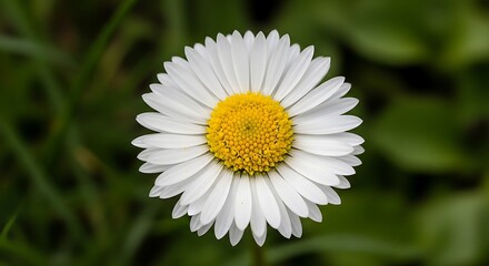 Obraz premium Single common daisy flower in a green field.