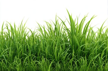 Fototapeta premium Lush green grass, closely cropped, against a pure white background