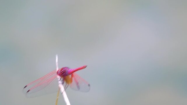 Red Dragonfly from Borneo Island, tropical rain forest