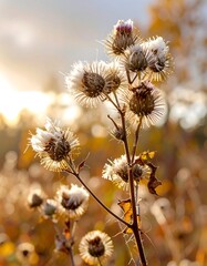 Obraz premium Close-up of a cluster of dried thistle seed heads, delicately covered in frost, bathed in the warm glow of a golden sunset.