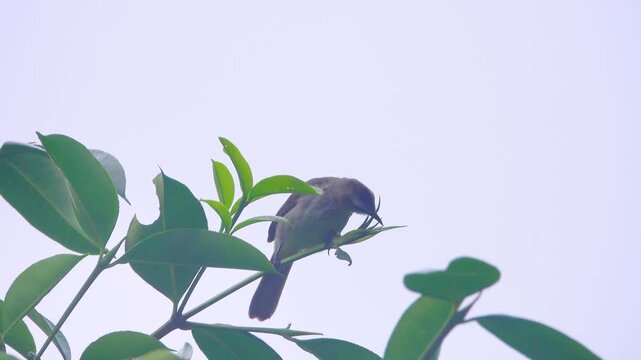 yellow vented bulbul (Pycnonotus goiavier) in Malaysia, Borneo. January