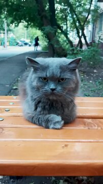 A fluffy gray cat lies importantly on a wooden bench with a grumpy expression on his face in front of the entrance to a multi-story building. Allows himself to be petted