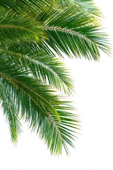 Fototapeta premium Close-up of vibrant green palm fronds against a white background (2)