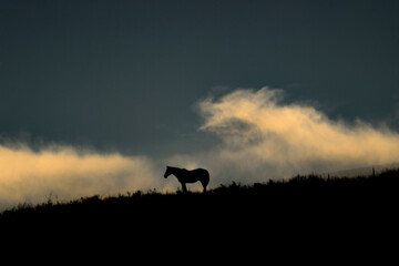Lone Horse