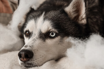 Naughty Husky dog with torn pillow on sofa in living room, closeup