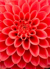 Vibrant red dahlia flower close-up.